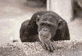 chimp.gif (34334 bytes)